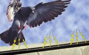 مكافحة الحمام في دبي