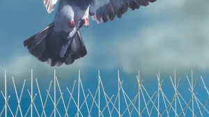 مكافحة الحمام في دبي