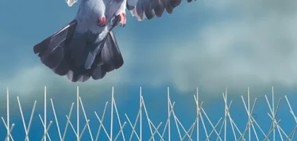 مكافحة الحمام في دبي