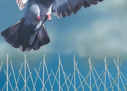 مكافحة الحمام في دبي